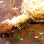 Pollo de latex con relleno de espuma de poliuretano flexible