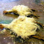 Pollo de latex con relleno de espuma de poliuretano flexible